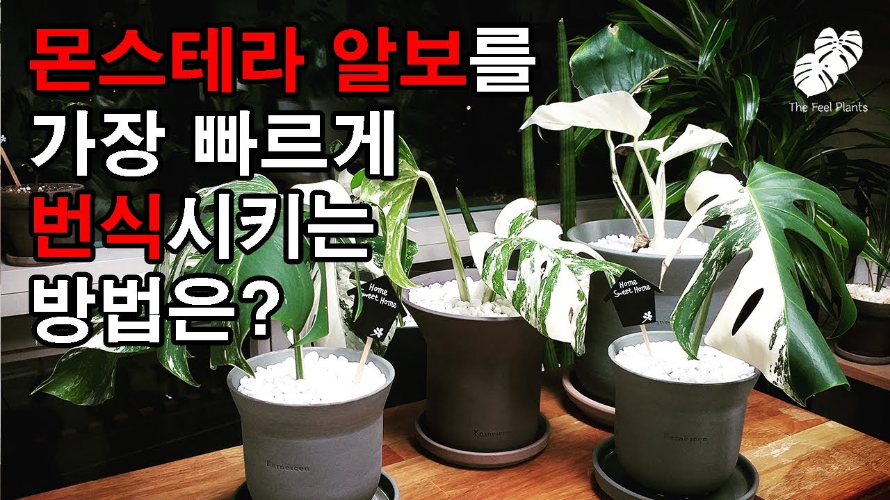 몬스테라 알보를 가장 빠르게 번식시키는 방법