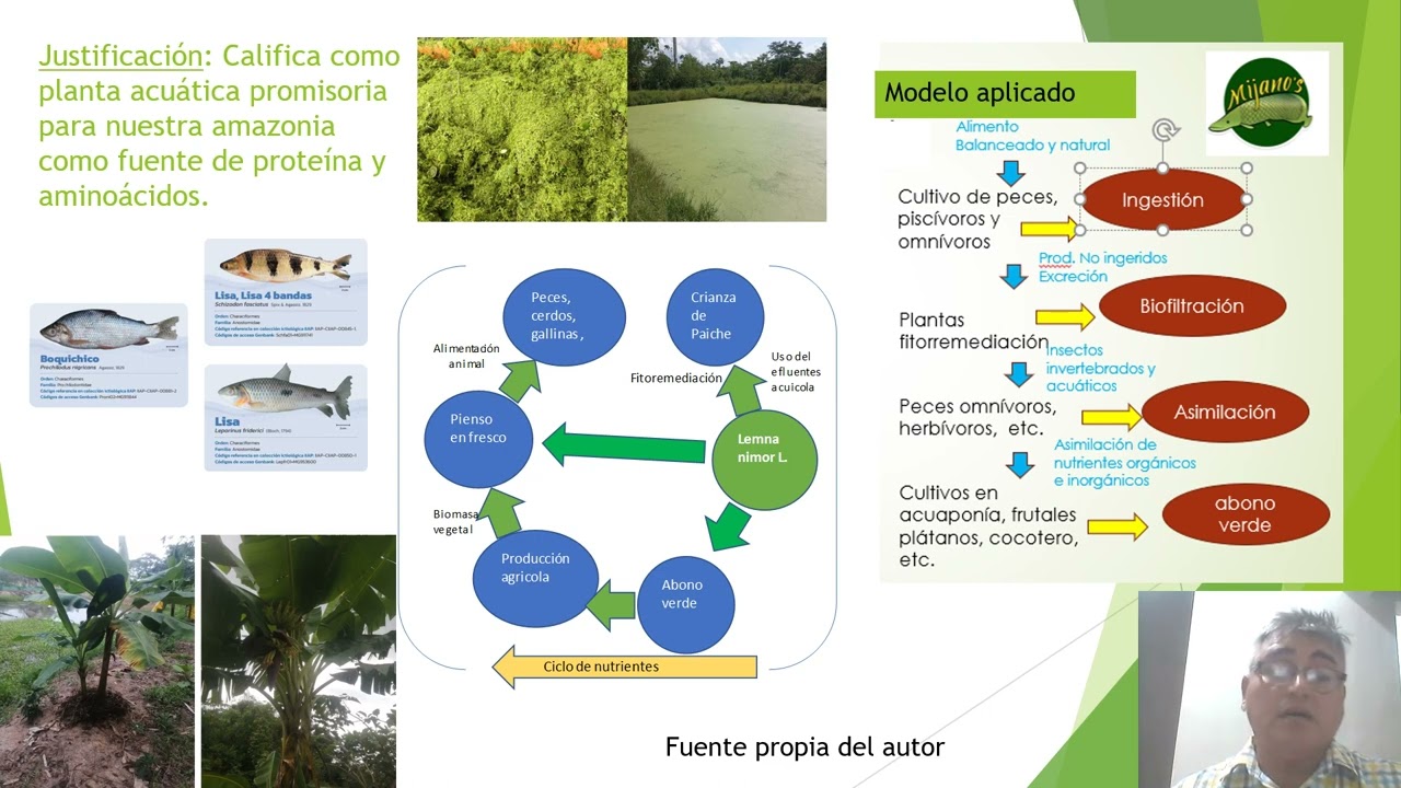 Plan de caracterización agromorfológica de lenteja de agua (Lemna minor L.), como planta promisoria