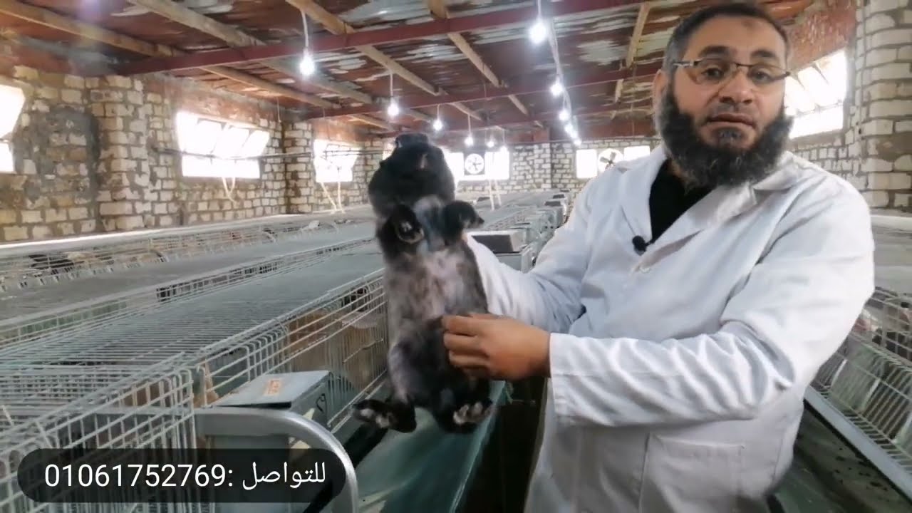 افضل طريقة لعلاج التهاب الضرع مع أرانب البركة
