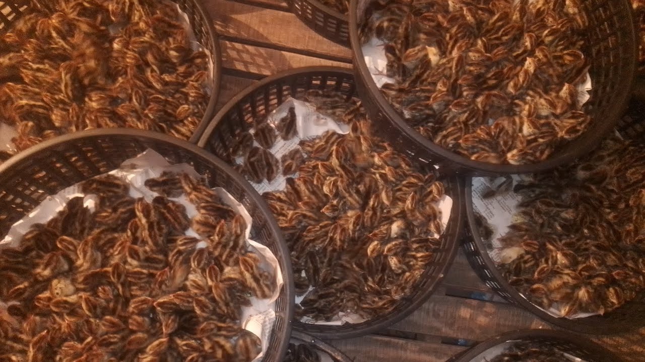 কোয়েল পাখির ভিডিও আপনাদের বাচ্চা  লাগলে আপনারা কন্টাক করতে পারেন 01961574498