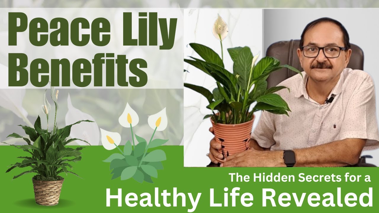 Peace Lily Benefits: The Hidden Secrets for a Healthy Life Revealed
