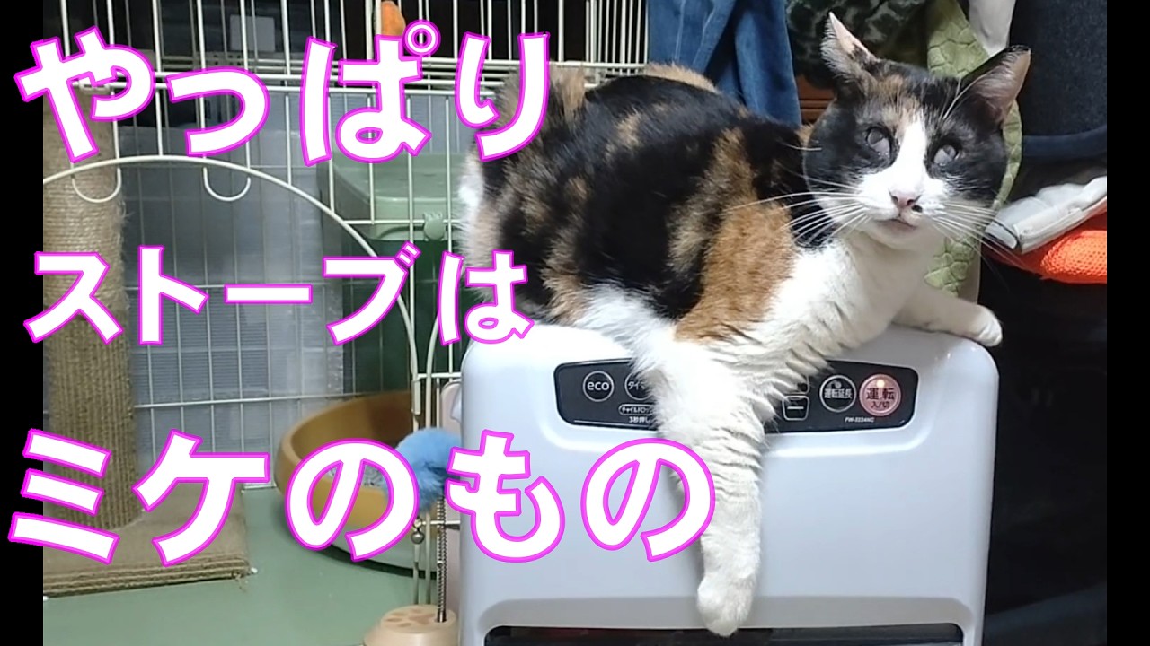 【保護猫】やっぱりストーブはミケのもの