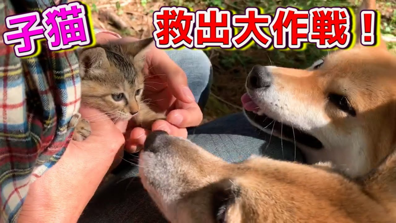 柴犬と散歩中に子猫を保護！新しい家族⁈　Protected kitten