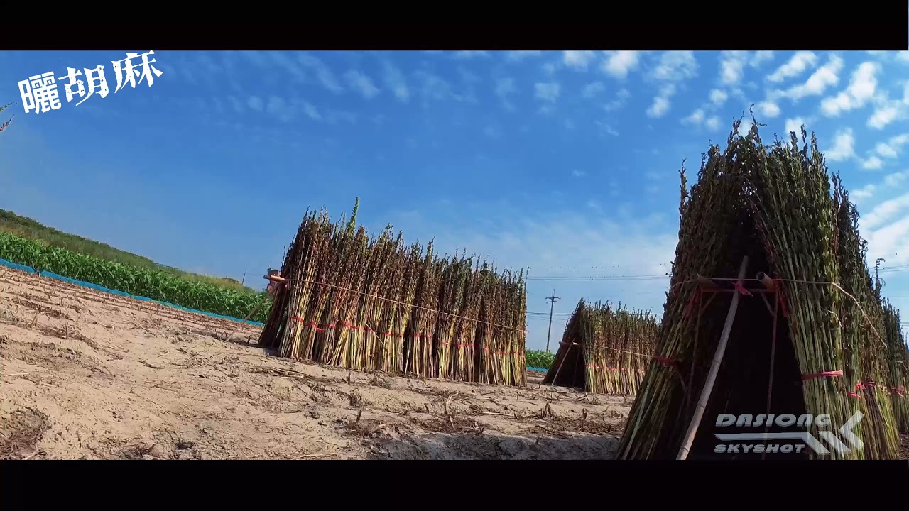 202111曬胡麻 P25P FPV