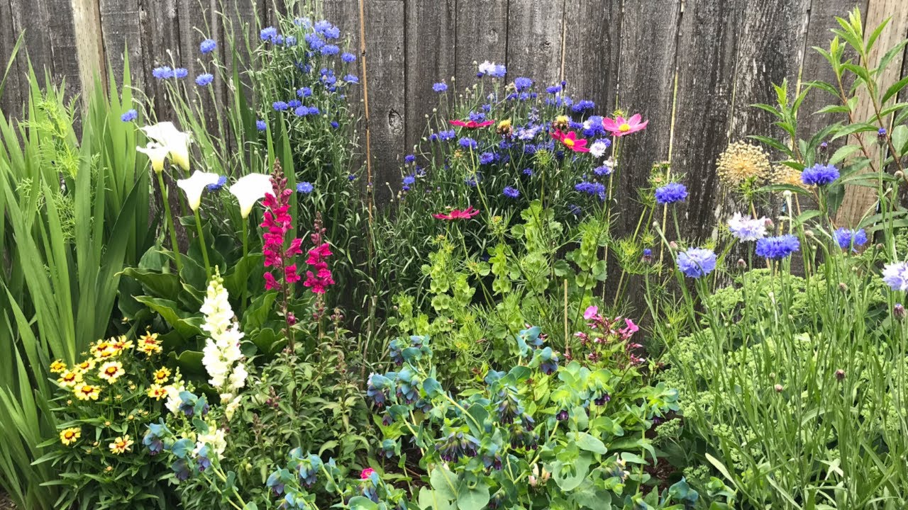 The Repeats of Blue Boy Bachelor's Button in My Cottage Themed Garden is Delightful #cornflower