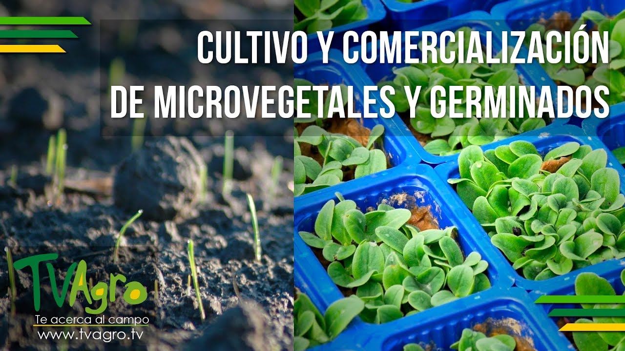 Cultivo y Comercialización de Microvegetales y Germinados - TvAgro por Juan Gonzalo Angel