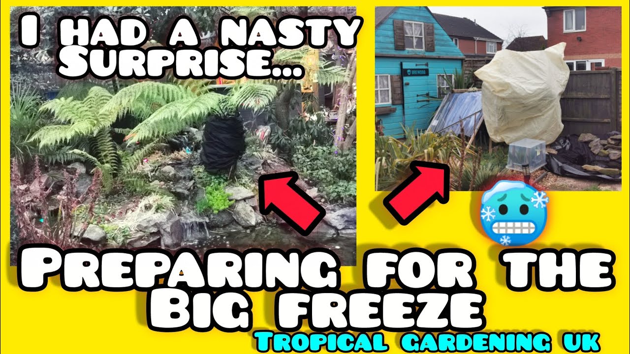 Меня ждал неприятный сюрприз 😳 во время подготовки моего тропического сада в Великобритании к сил...