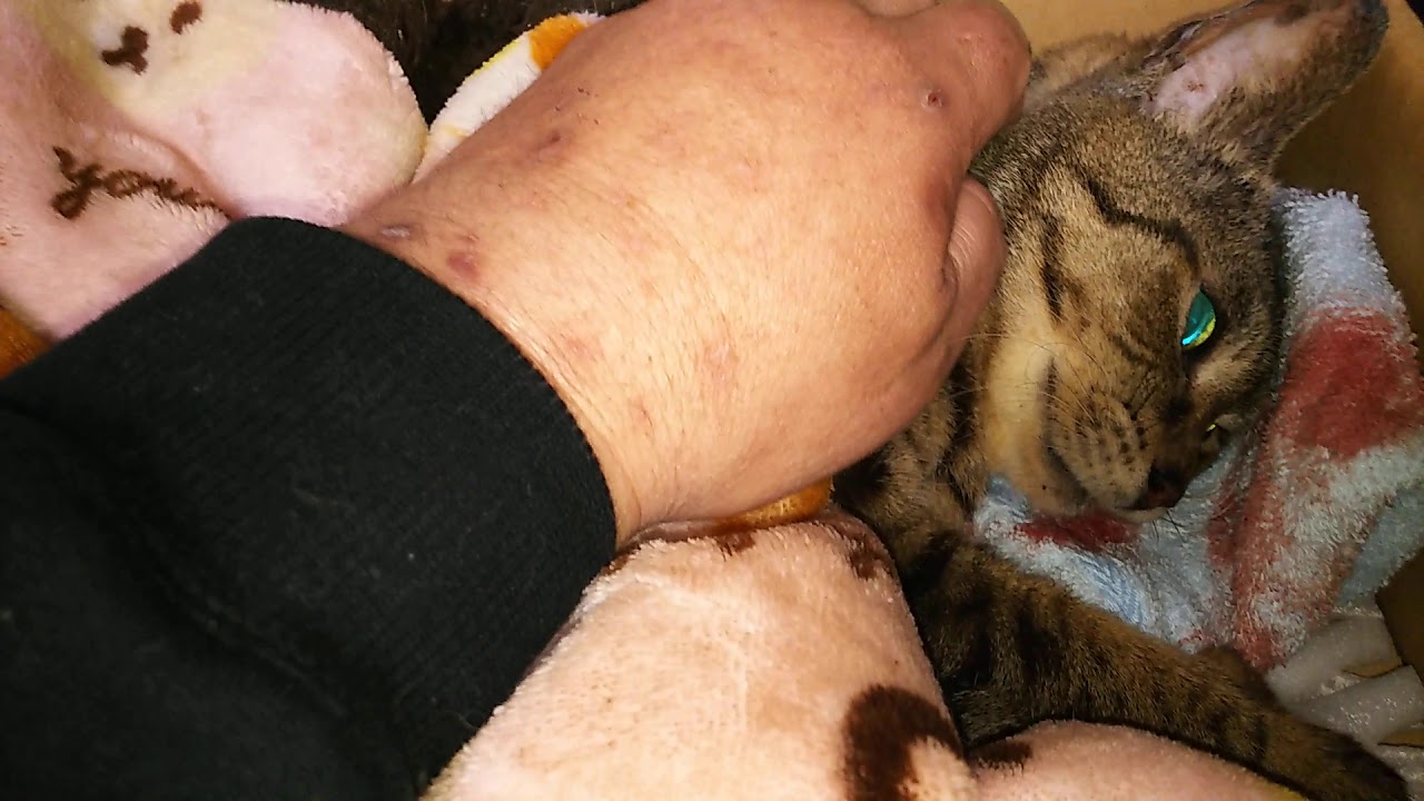 愛猫とのお別れ