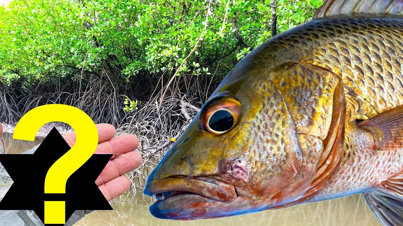 3 Mangrove Jack Lures I Can't Live Without (in Hinchinbrook)