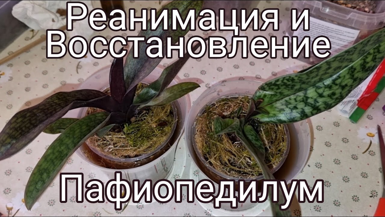 Жуть в Коробке – 2 | ПОСАДКА ОРХИДЕЙ  на РЕАНИМАЦИЯ | Paph. Black Jack | Paph. Schwarze Madonna