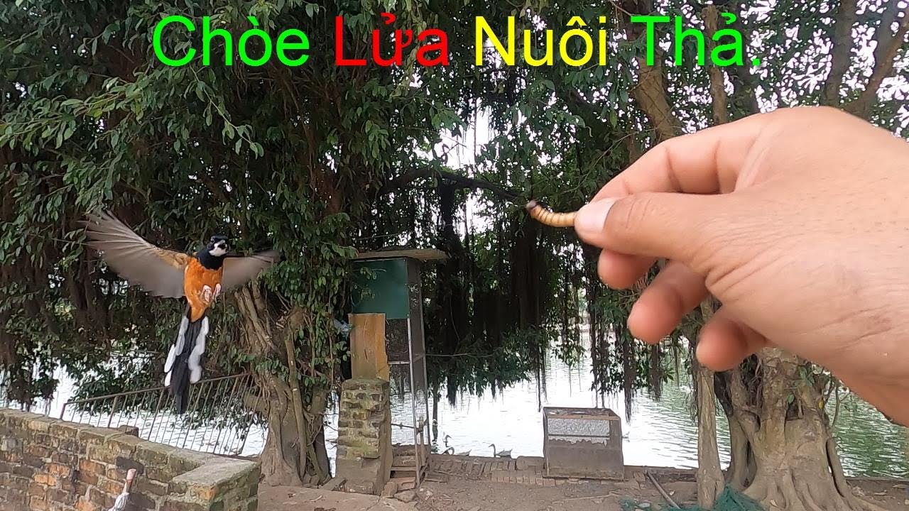 Cách Huấn Luyện Nuôi Thả Tự Nhiên Chim Chích Chòe Lửa,Đơn Giản Hiệu Quả // Muraibatu.