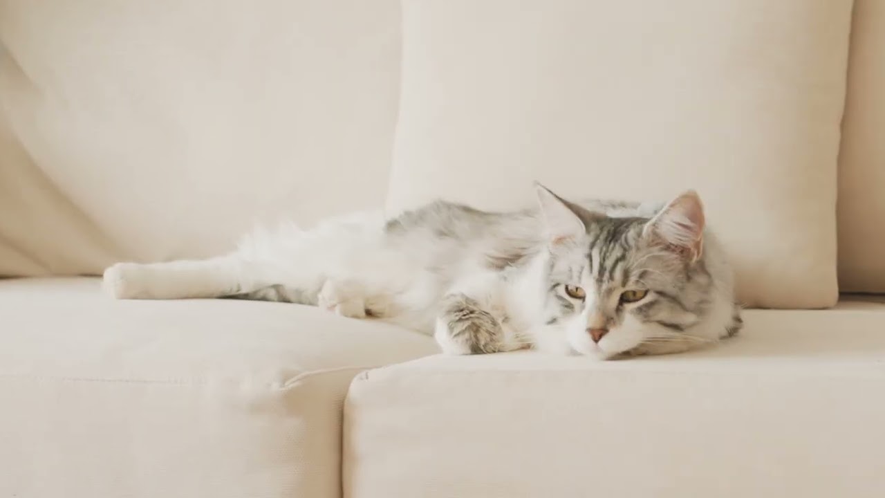 Cecotec Pumba 6000 Purrfect Meal Smart & Purrfect Meal Smart Vision  Automatyczny Dozownik do Karmy