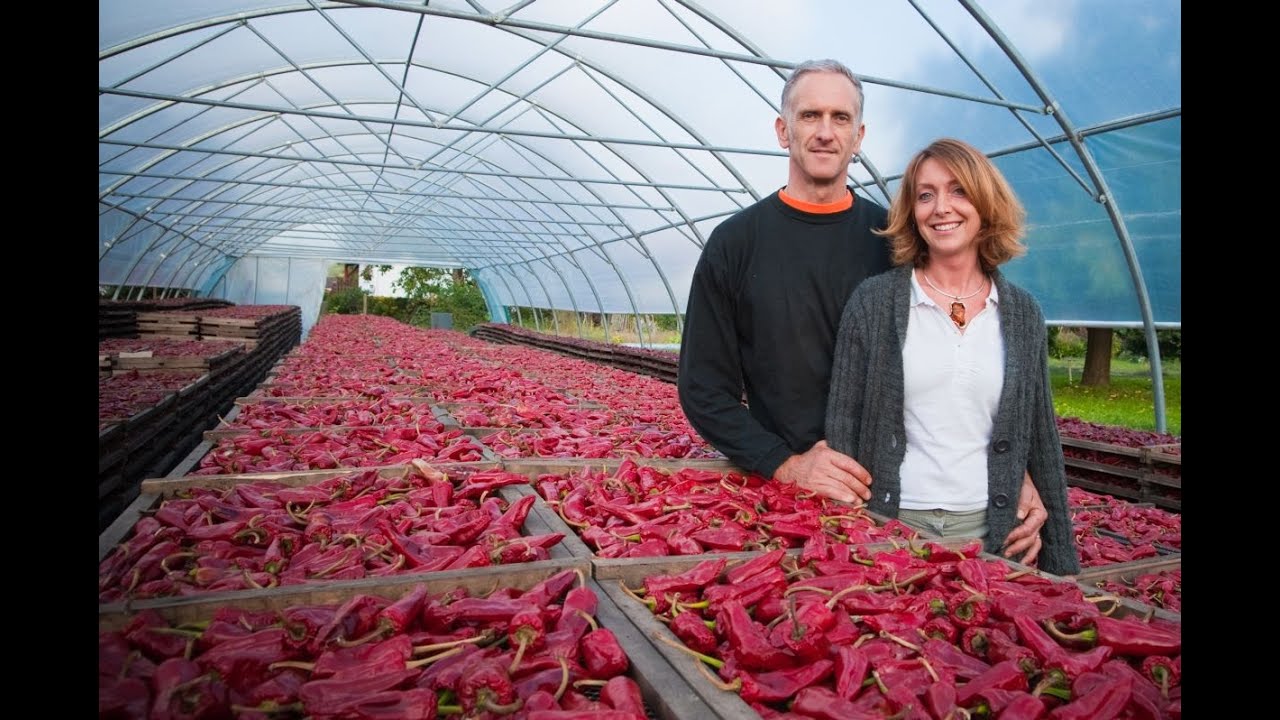 Plantation et semis de Piments d'Espelette AOP