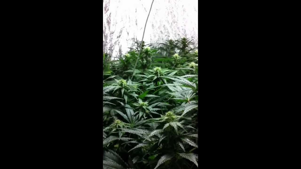 Blue cheese flowering end of week 4