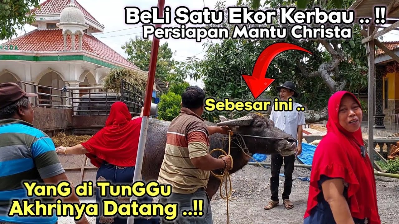 BELI KERBAU ‼️ persiapan pernikahan Christa XL