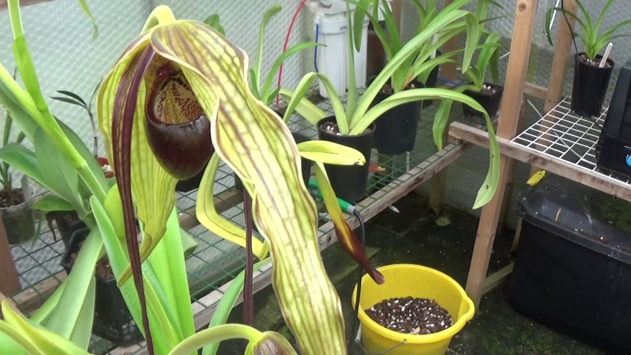 A look at Phragmipedium humboldtii from bud to opening