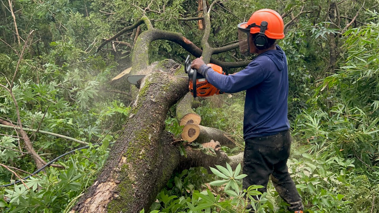 58cc chainsaw! Tebang 2 Pohon dikebut!