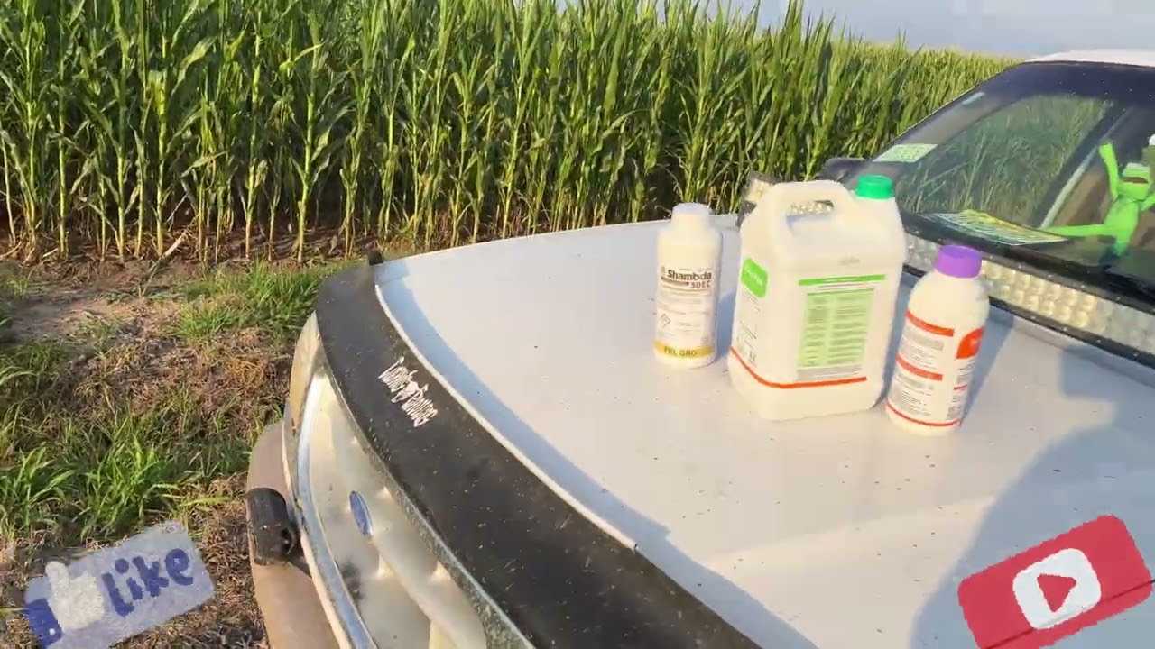 Aplicando foliar para llenado y veneno para diabrotica y prevenir el picudo!✌🏽