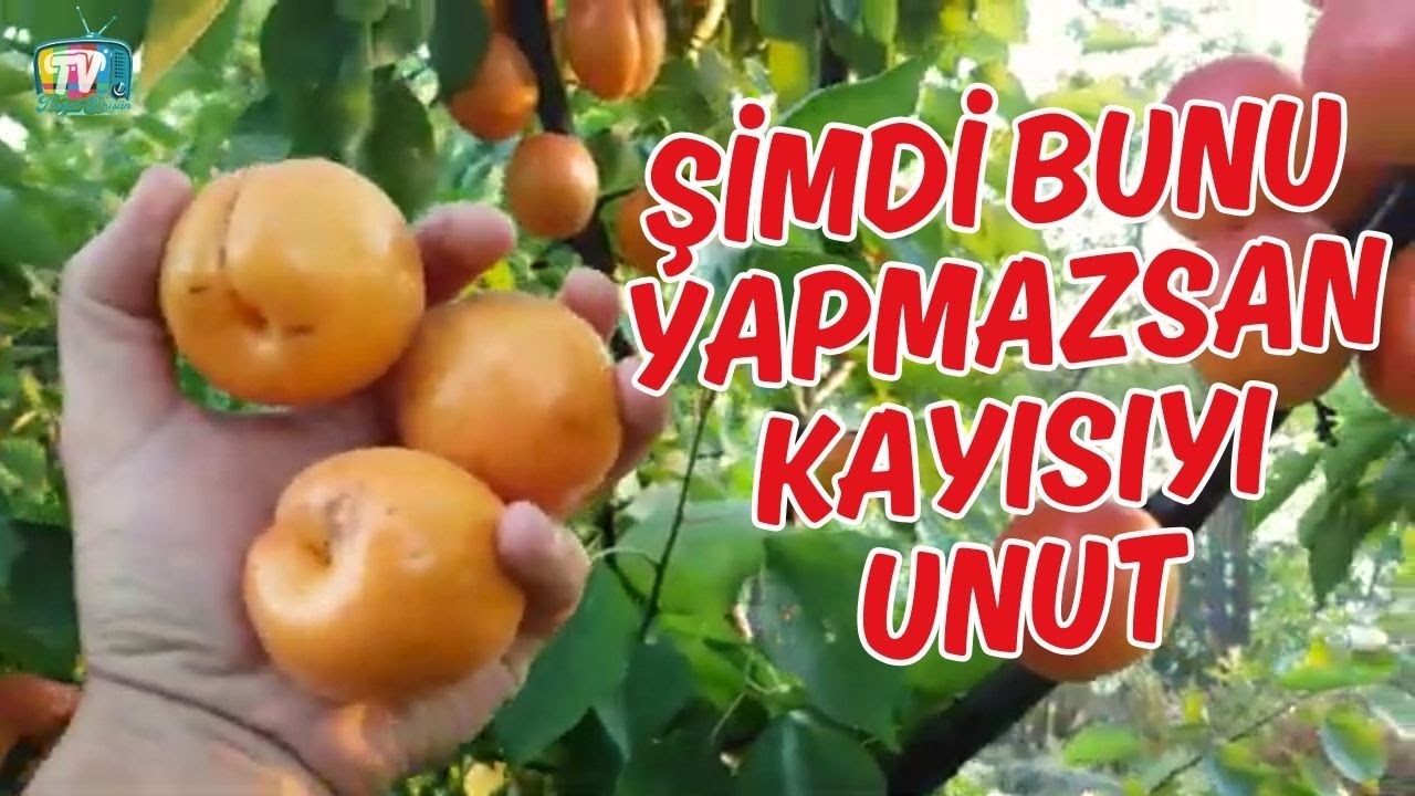 Kayısı yemek istiyorsan bunları MUTLAKA YAP #kayısı #ağaçbakımı