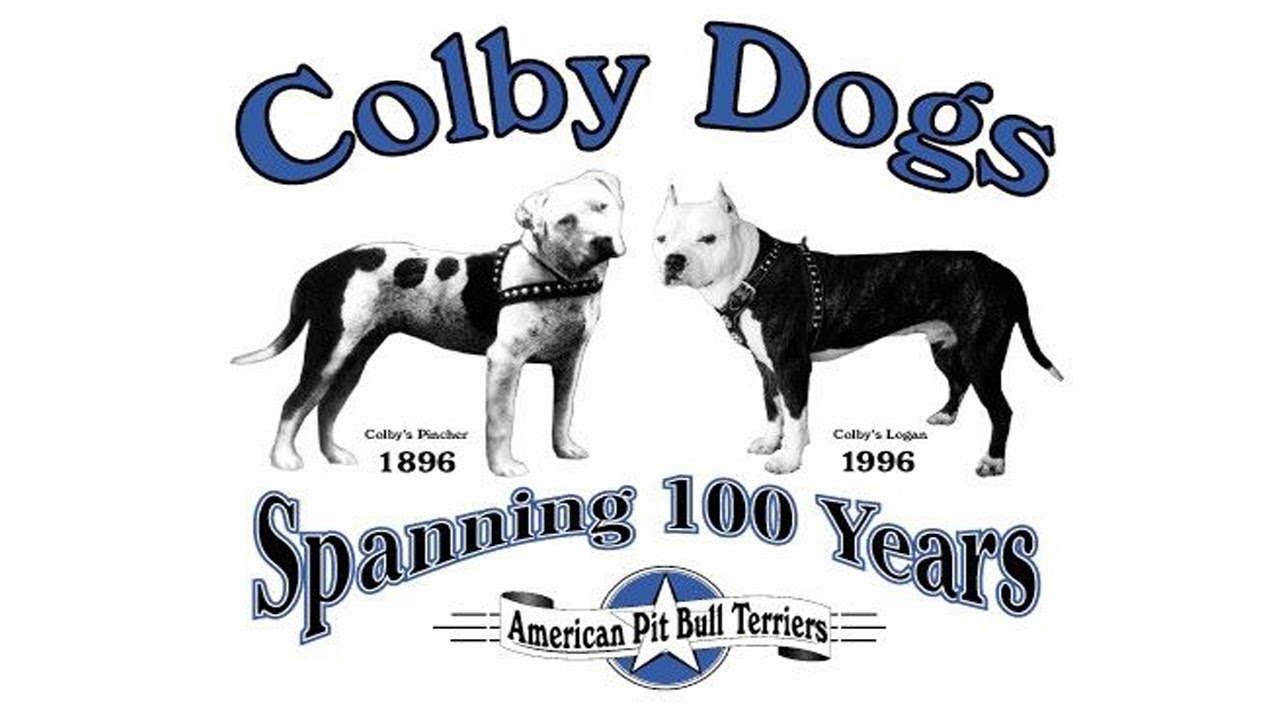 THE COLBY BLOODLINE AREN’T PITBULLS -AMERICAN PITBULL TERRIER - AMERICAN STAFFORDSHIRE TERRIER.