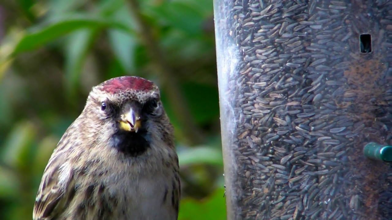 Redpoll Bird in Cornwall