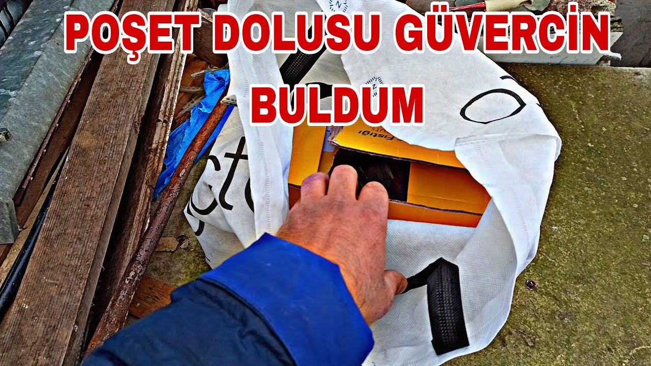 POŞET DOLUSU GÜVERCİN BULDUM İÇİNDE NELER ÇİKTİ HİÇ BEKLEMİYORDUM