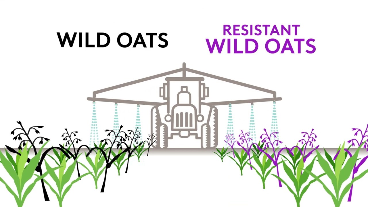 Cazado - Dual Mode Wild Oat Control in Wheat
