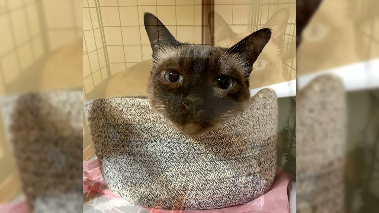 Gatto thai o siamese tradizionale. Pro e Contro, Prezzo, Come scegliere, Fatti, Cura, Storia