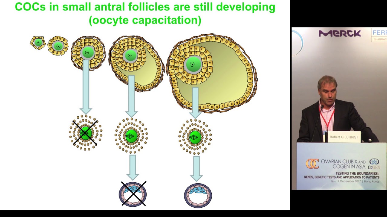 Simulated Physiological Oocyte Maturation & Related IVM System | GILCHRIST