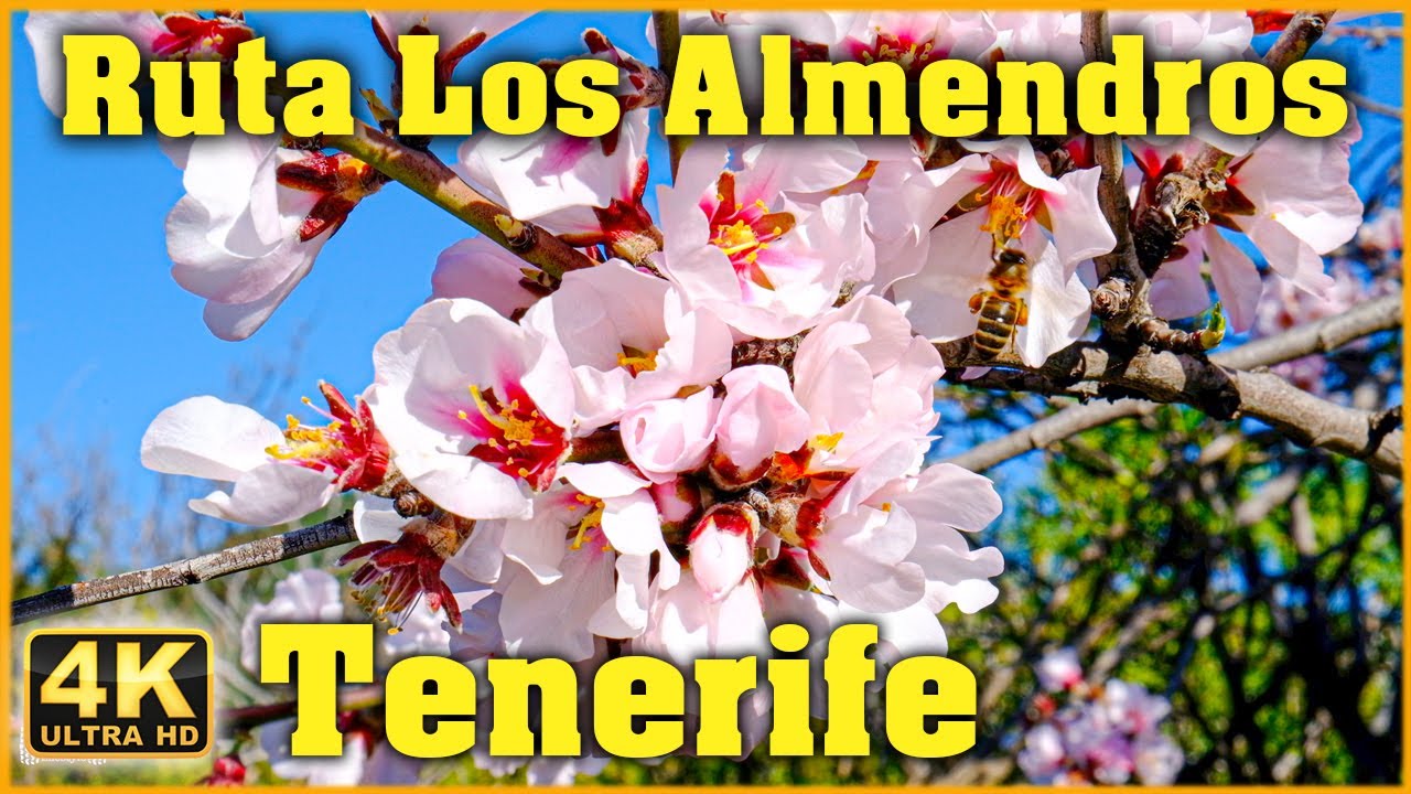 Ruta de Los Almendros en flor, Tenerife (Santiago del Teide) 🌺.Mini Ruta Familiar
