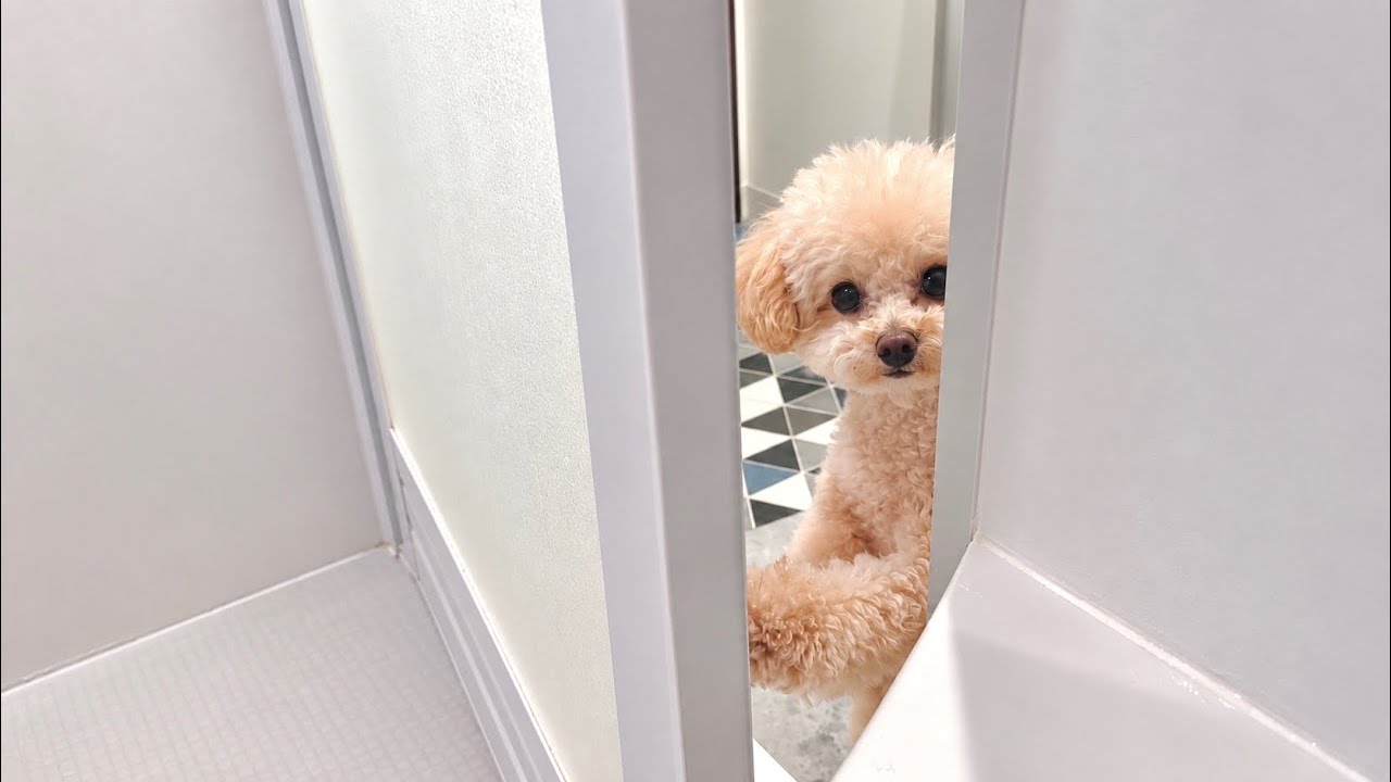 飼い主の事が好き過ぎて毎日お風呂をのぞきに来るトイプードル
