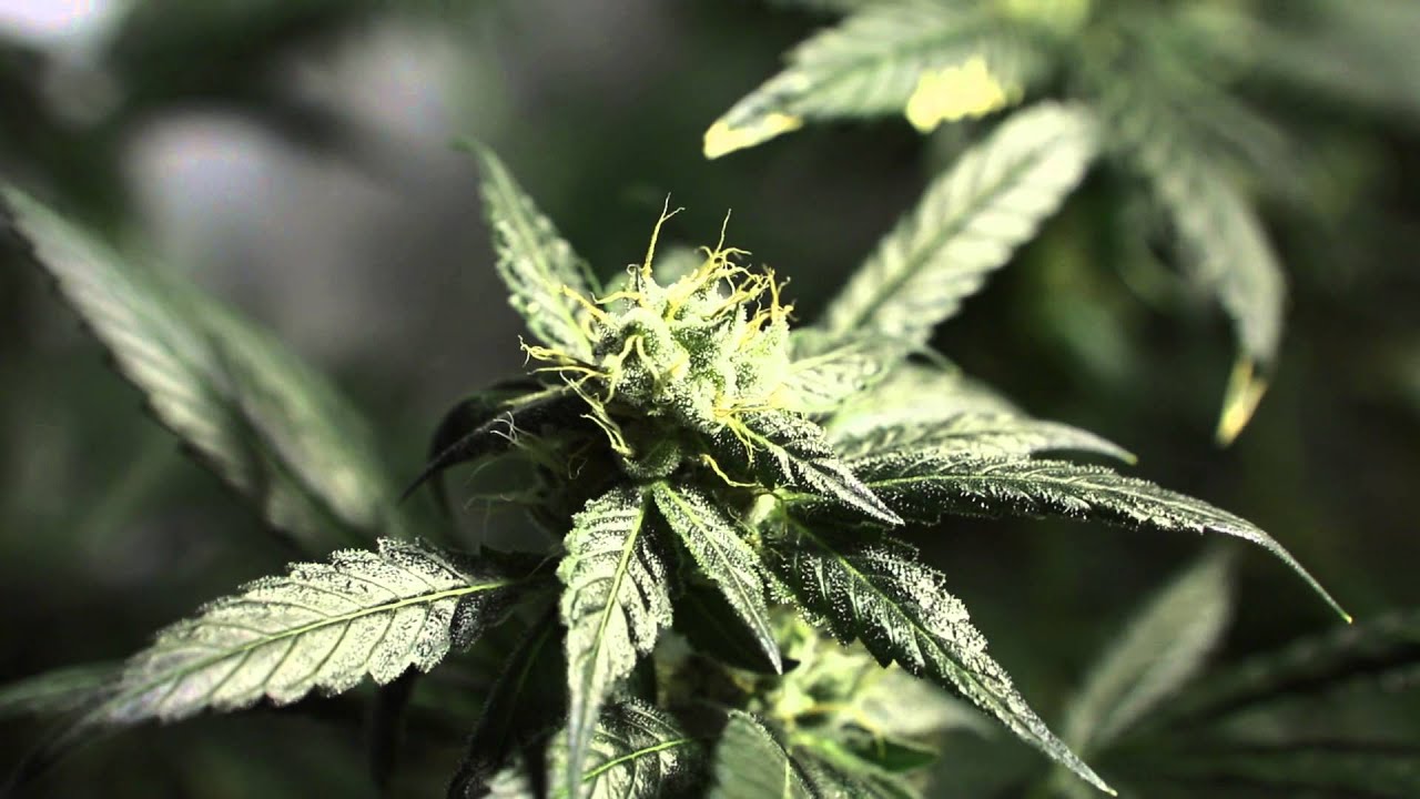 4,000 Watt Cookie Jar Flower Room Day 37 (Forum Cut GSC)
