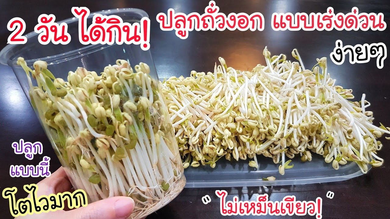 เหลือเชื่อ! ปลูกถั่วงอก แบบเร่งด่วนง่ายๆ💥 ทำแบบนี้ ไม่เหม็นเขียว ต้นอวบ โตไวมาก กรอบ อร่อย