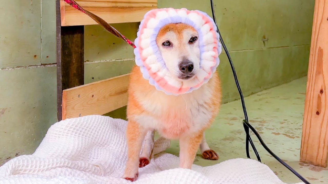 シャンプー中に付けたヘアバンドがあまりにも似合い過ぎた柴犬はこちらです