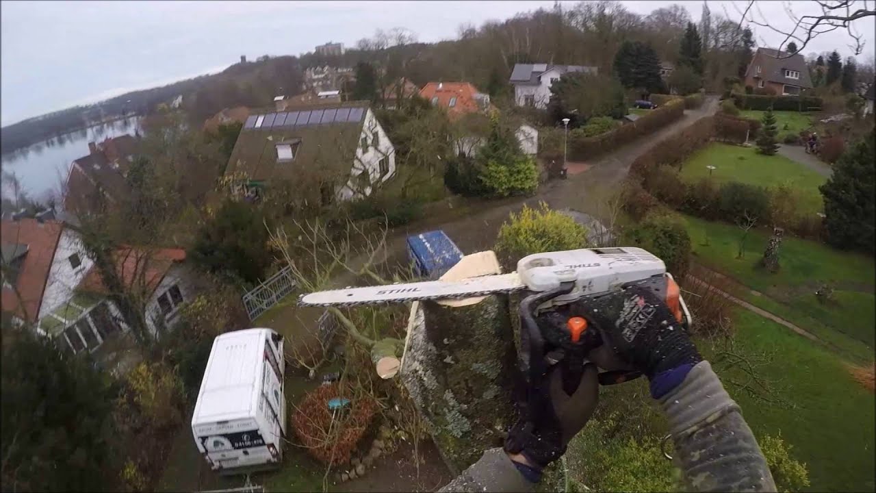 Baumabtragung von einer Kastanie und einer Birke in Seilklettertechnik