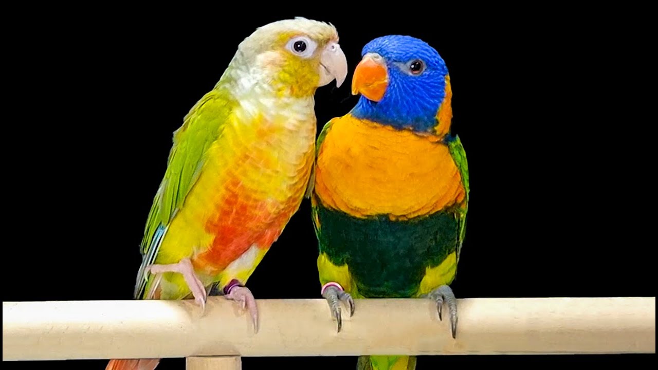 مقارنة بين ببغاء جرين شيك كونيور اناناسي و ببغاء لوري رينبو كل ما تريد معرفته عن الكنيور و اللوري