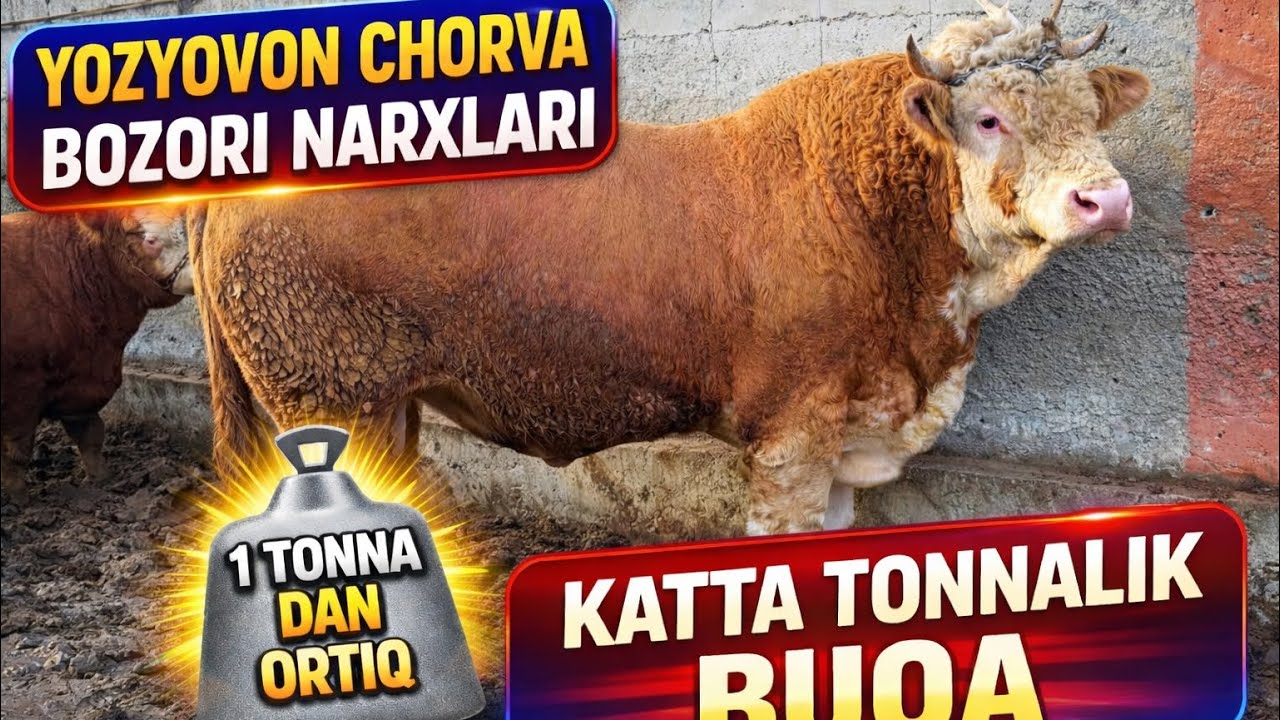 YOZYOVON CHORVA BOZORI NARXLARI 28 января 2026 г.