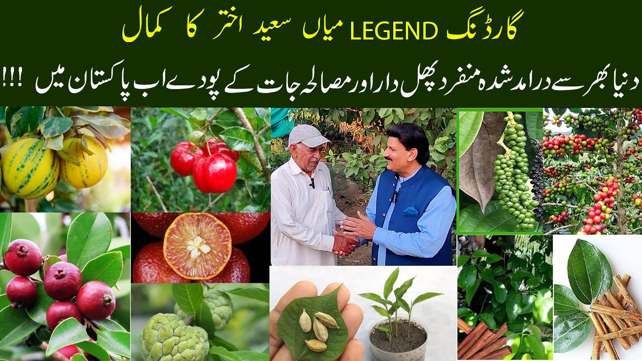 Exotic Fruit And Spices Plants Now Just A Call Away In Pakistan !!!