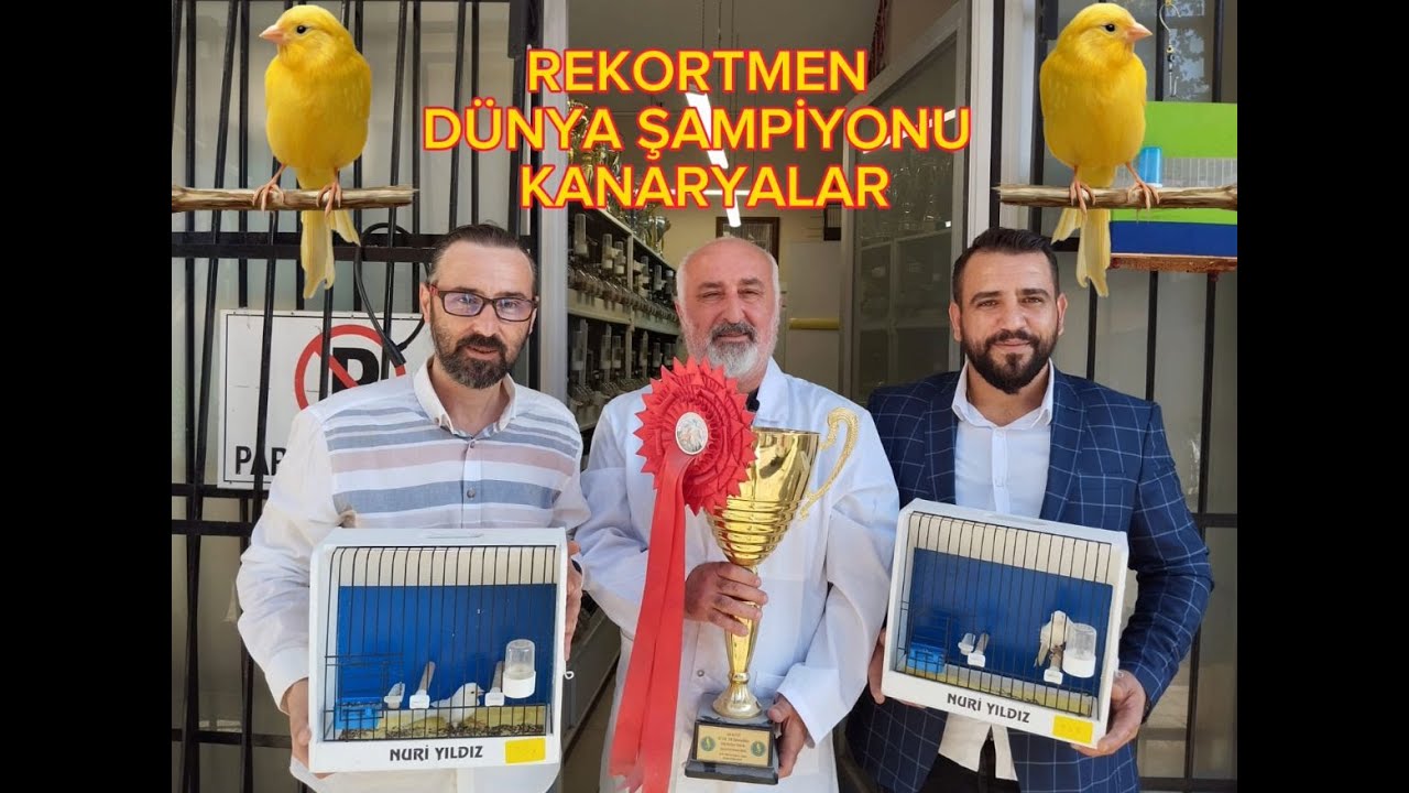 DÜNYA ŞAMPİYONU KANARYALAR /KUPALARLA VE BAŞARILARLA DOLU  NURİ YILDIZ KANARYA ÜRETİM TESİSİ