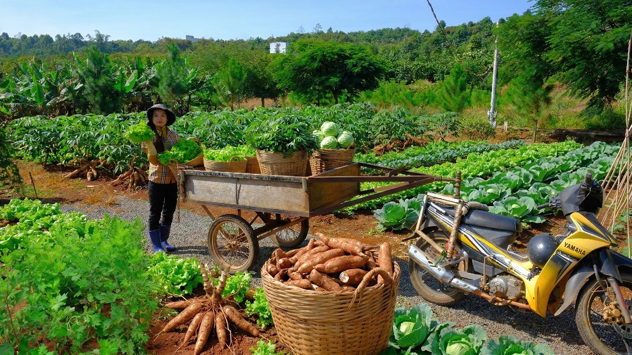 Harvest Lettuce To Sell At The Market And Make Lettuce Salad With Fresh Beef – Grow Vegetables