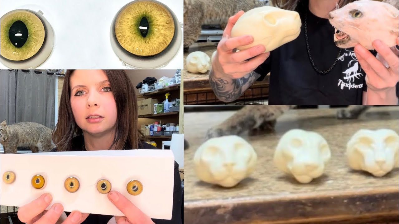 Bobcat head forms and glass eyes! Which to choose ??
