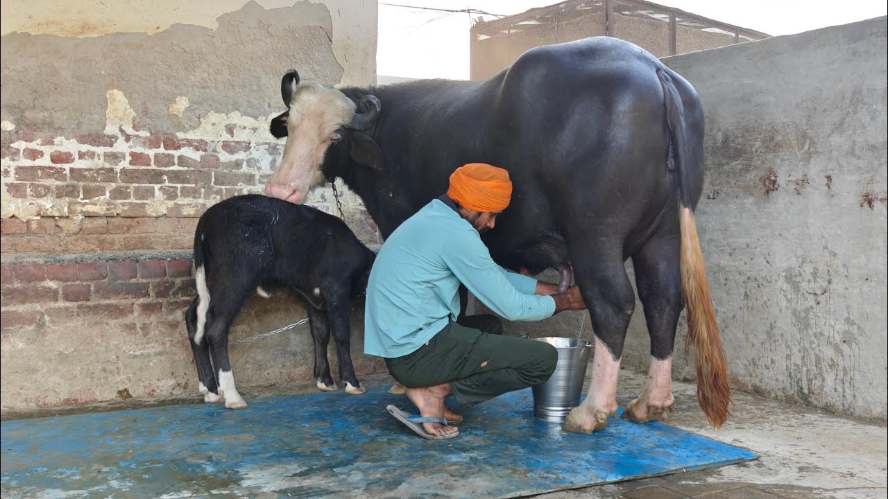 ਨੀਲੀ ਰਾਵੀ ਝੋਟੀ ਵਿਕਾਊ, One Buffalo for Sale