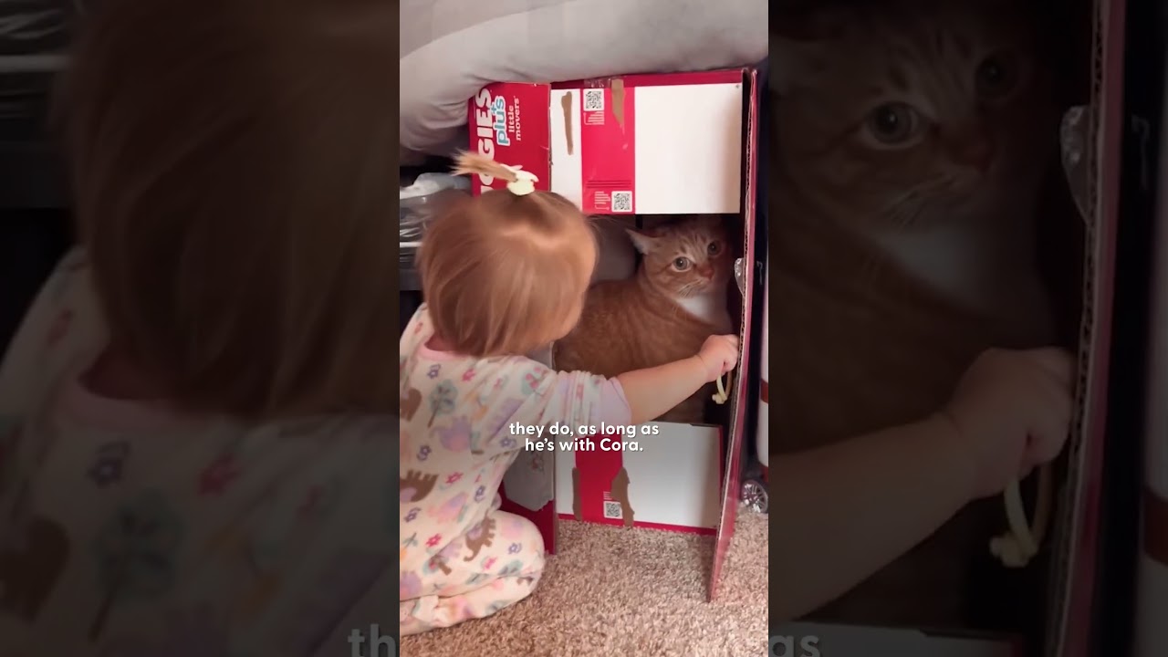 Cat Can't Wait To Wake Up His Baby Sister Every Morning | The Dodo
