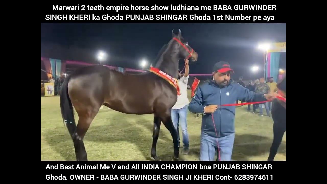 ਬਾਬਾ ਗੁਰਵਿੰਦਰ ਸਿੰਘ ਜੀ ਖੇੜੀ ਦਾ ਘੋੜਾ ਪੰਜਾਬ ਸਿੰਗਾਰ ਬਣਿਆ ਆਲ ਇੰਡੀਆ ਚੈਂਪੀਅਨ ਆਫ ਚੈਂਪੀਅਨ ਘੋੜਾ ਲੁਧਿਆਣਾ ਸੋਅ