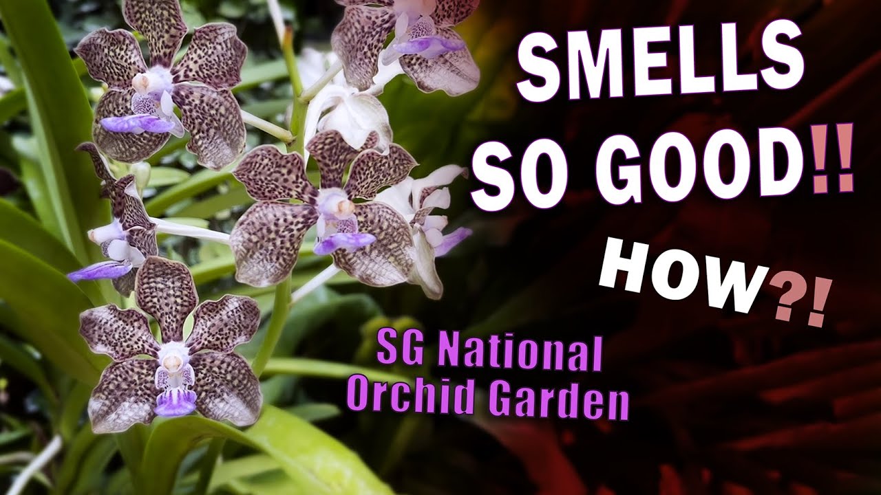 National Orchid Garden Walkabout – Fragrant Orchids Abound!