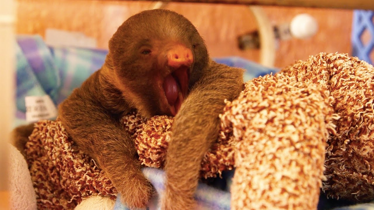 Tiny Baby Sloth Can't Stop Yawning!!!