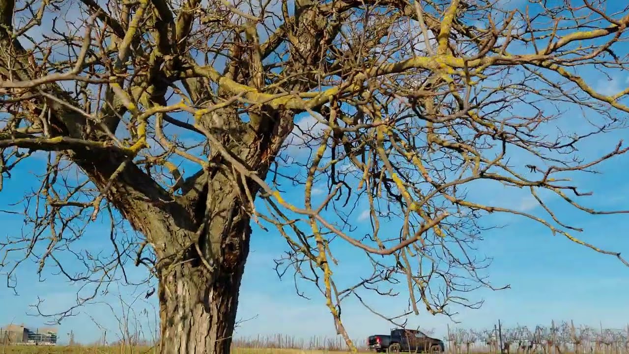 Zum alten Zauberbaum . ❤️🥰