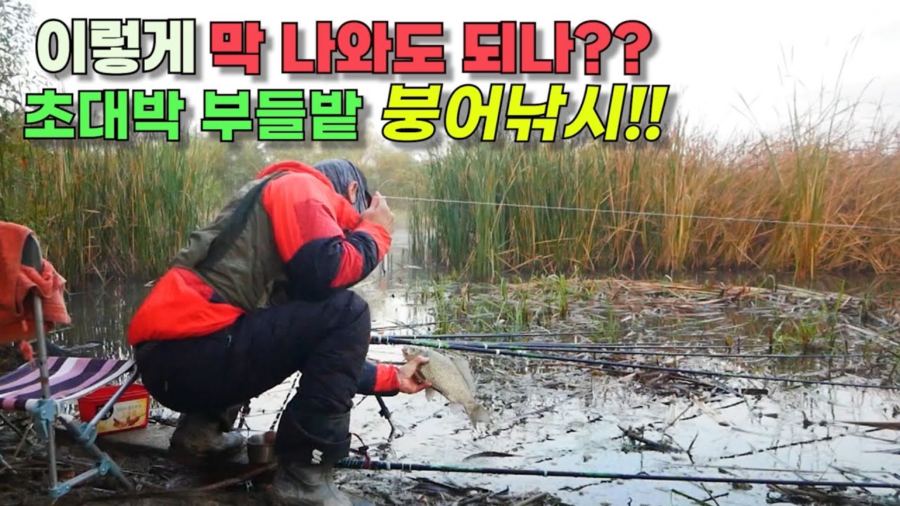 이렇게 막 나와도 되나요?? 초대박 부들밭 붕어낚시!! 연안에 대물붕어 붙었습니다