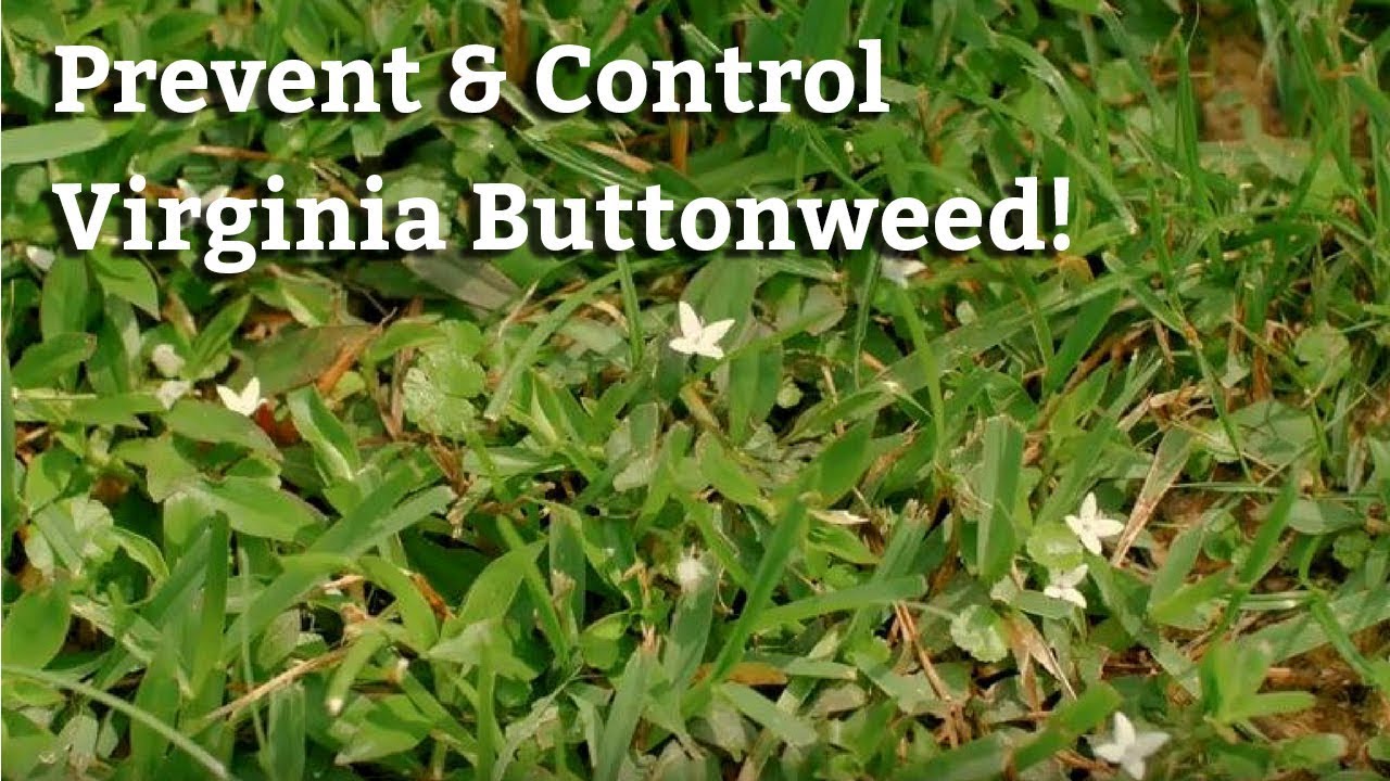 Virginia Buttonweed and How to Get Rid of it | Weed Prevention