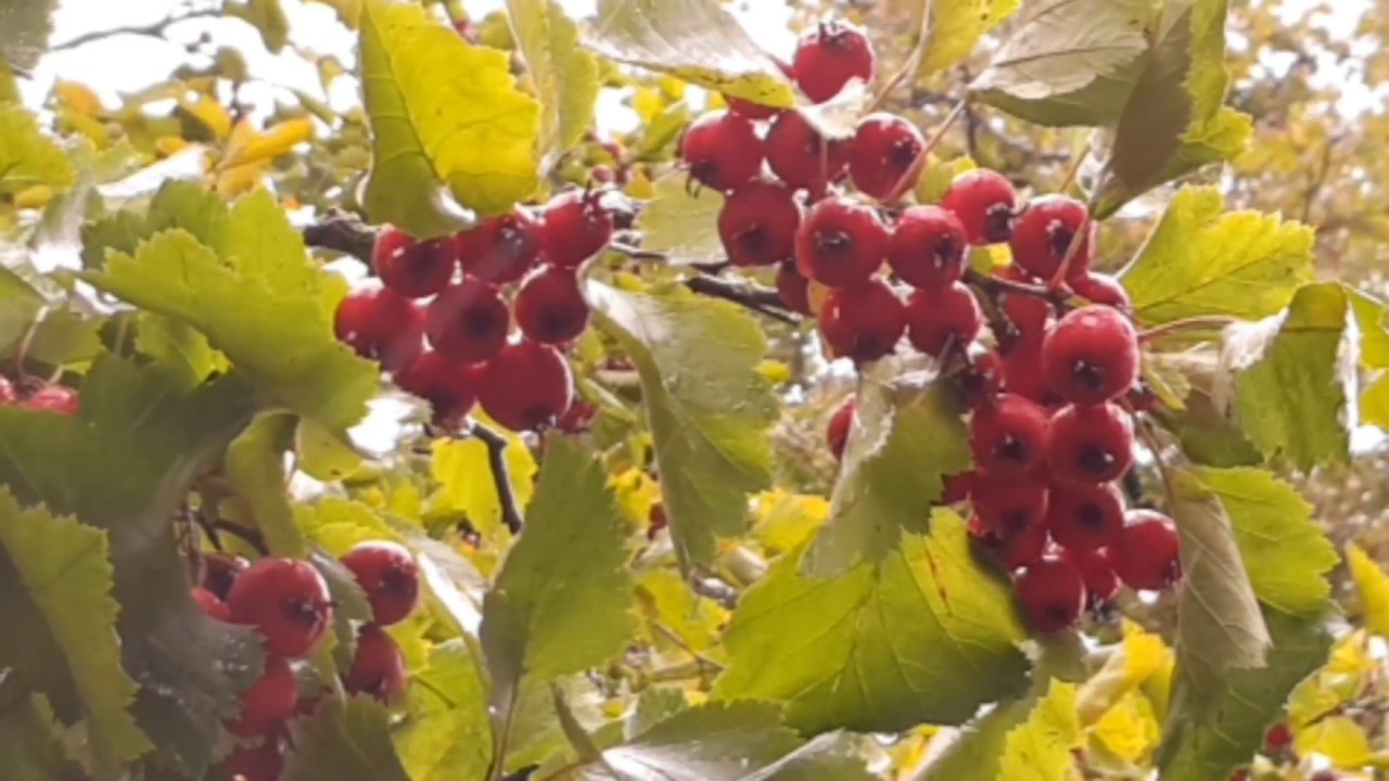 Čia Lietuva, čia lietūs lyja. Lietuva. Vilnius. Bernardinų sodas. Katedros aik&scaron;tė. Gotravel.tv